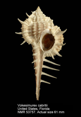 Vokesimurex cabritii (5).jpg - Vokesimurex cabritii (Bernardi,1859)